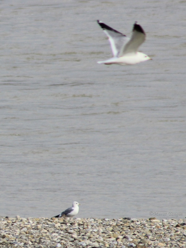 Küçük gümüş martı