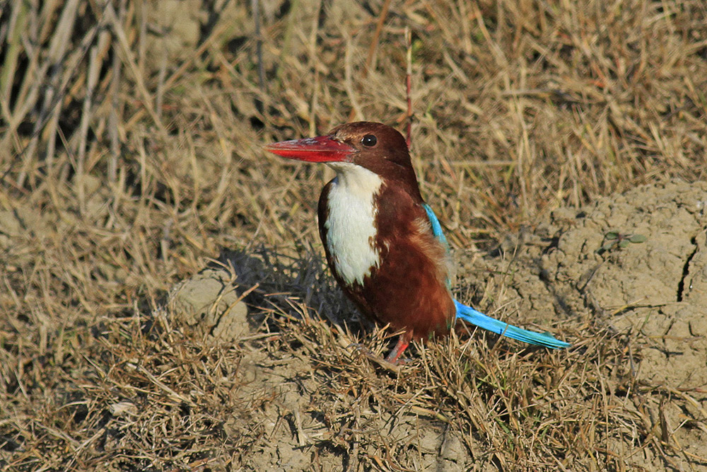 İzmir yalıçapkını