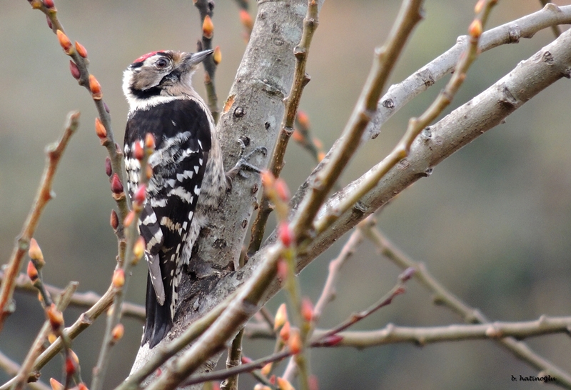 Küçük ağaçkakan