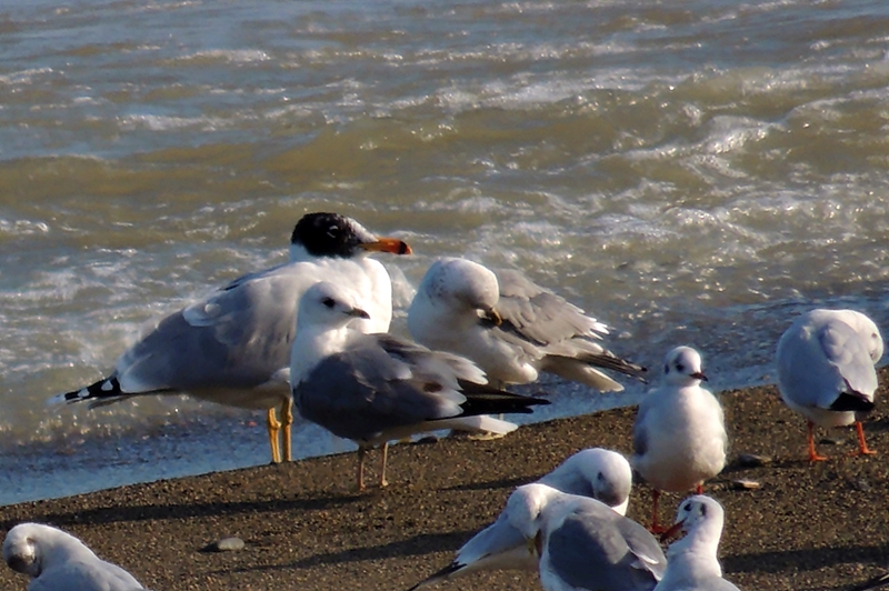 Büyük karabaş martı