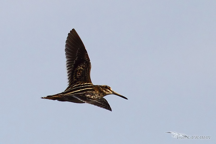 Küçük suçulluğu