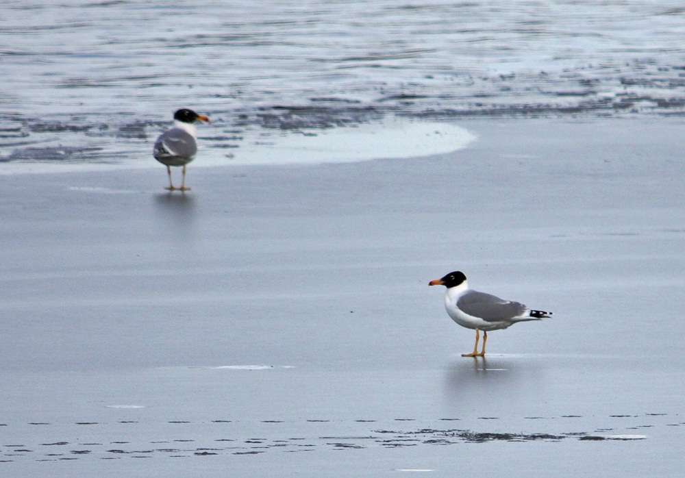 Büyük karabaş martı