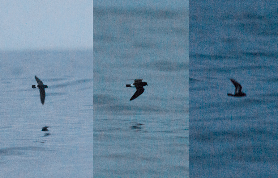 Fırtınakırlangıcı