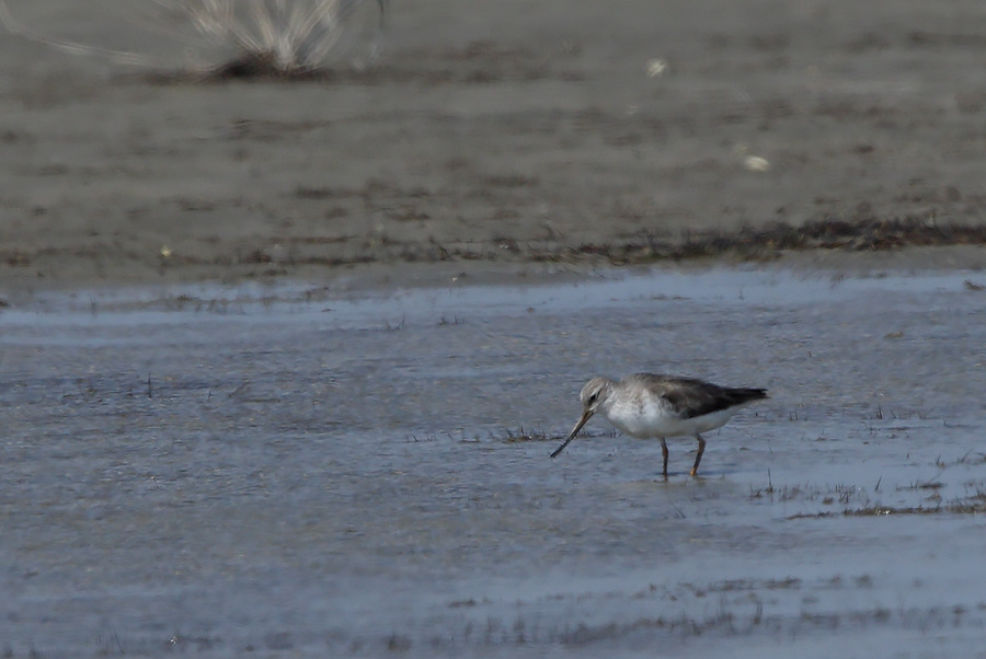 Terek düdükçünü