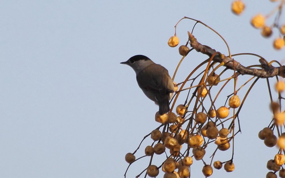Karabaşlı ötleğen