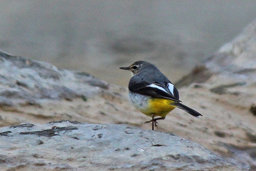 Dağ kuyruksallayanı