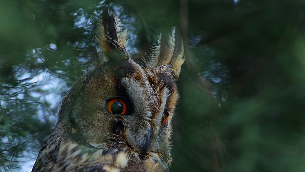 Kulaklı orman baykuşu