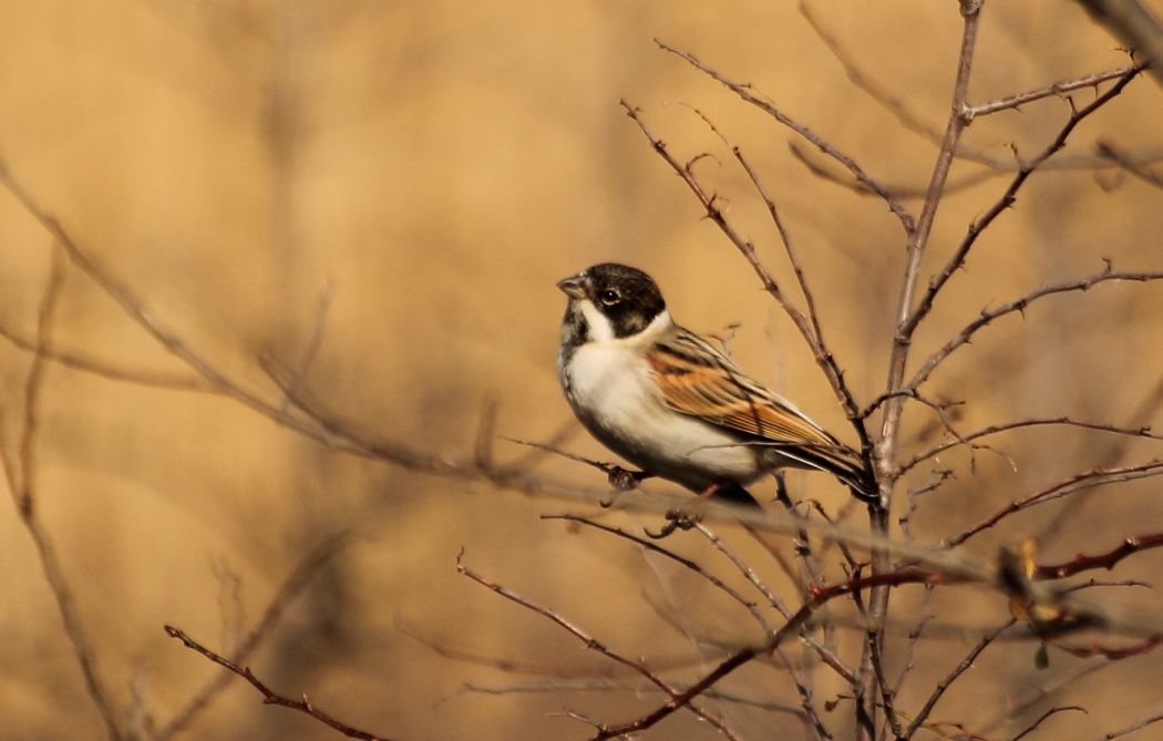 Bataklık Kirazkuşu