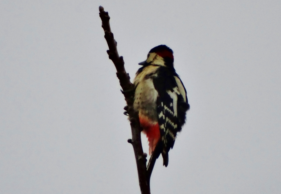 Orman alaca ağaçkakanı