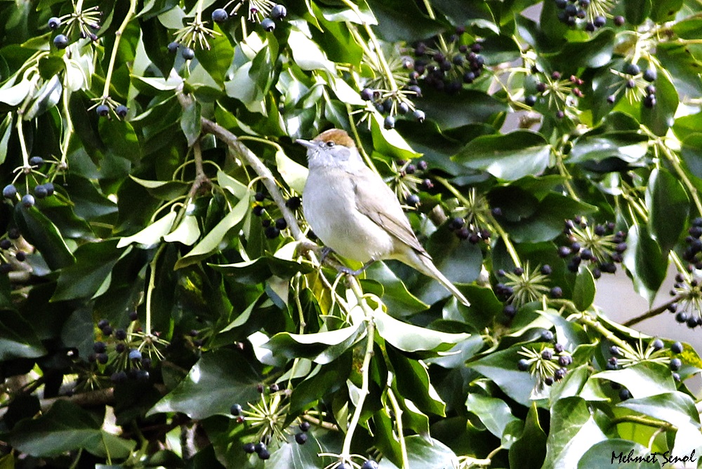 Karabaşlı ötleğen