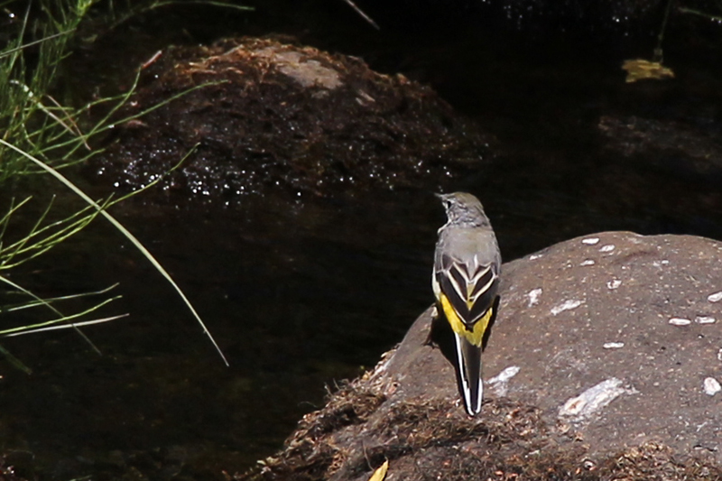Dağ kuyruksallayanı
