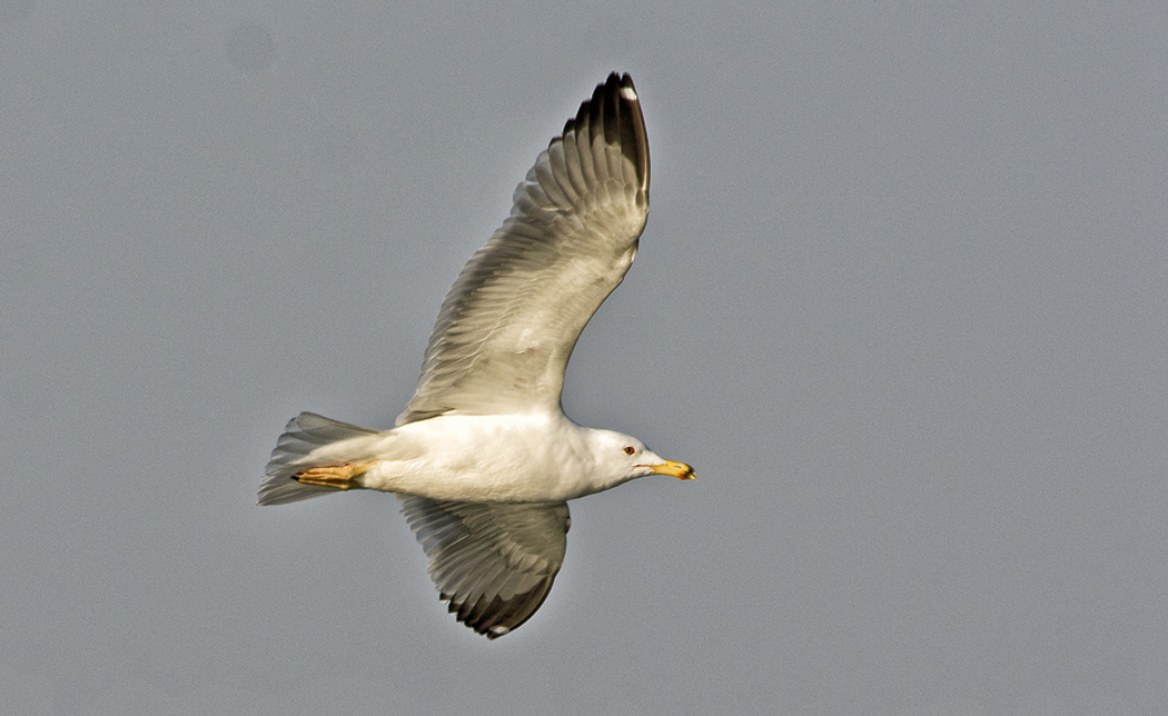 Van gölü martısı