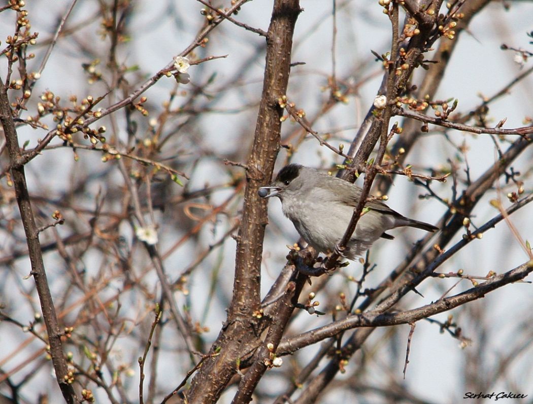 Karabaşlı ötleğen