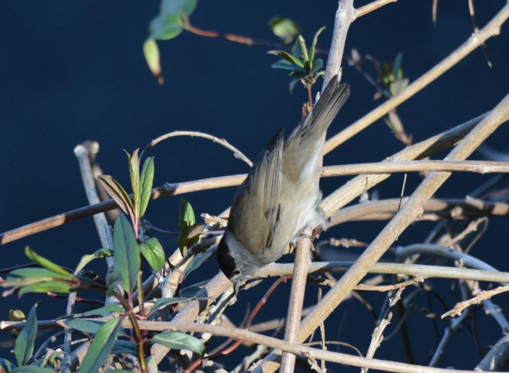 Karabaşlı ötleğen