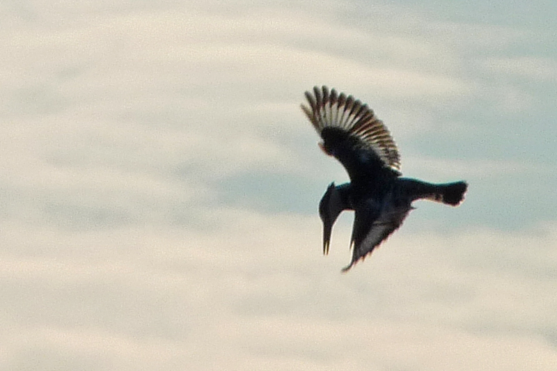 Alaca yalıçapkını