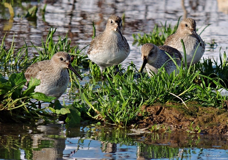 Karakarınlı kumkuşu