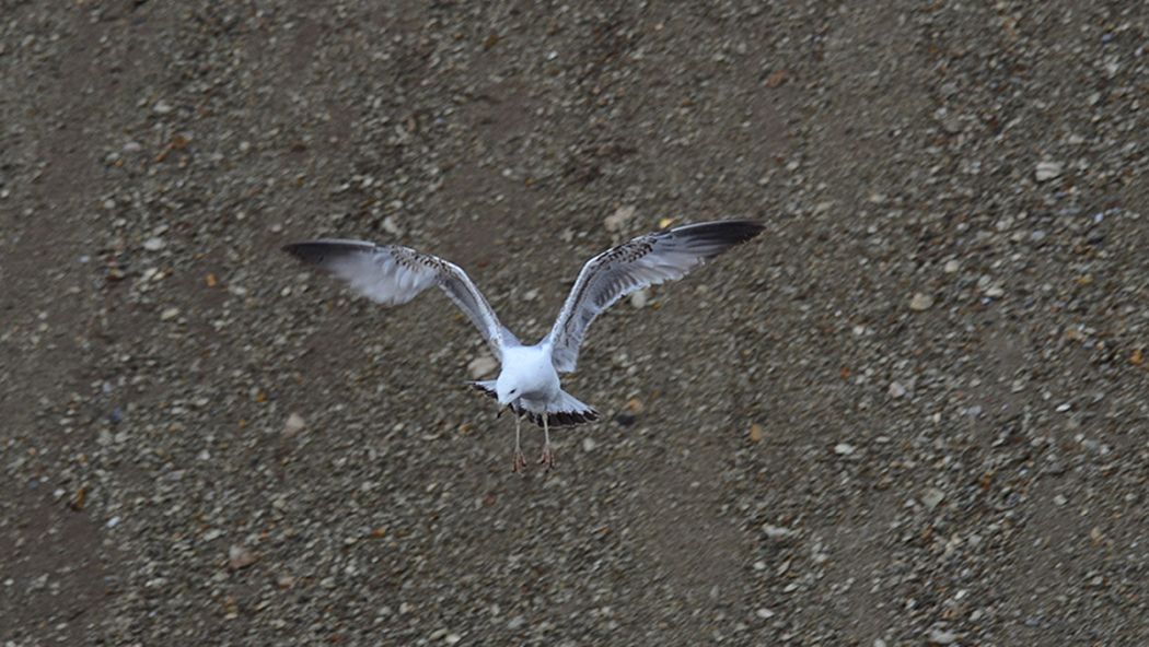 Küçük gümüş martı