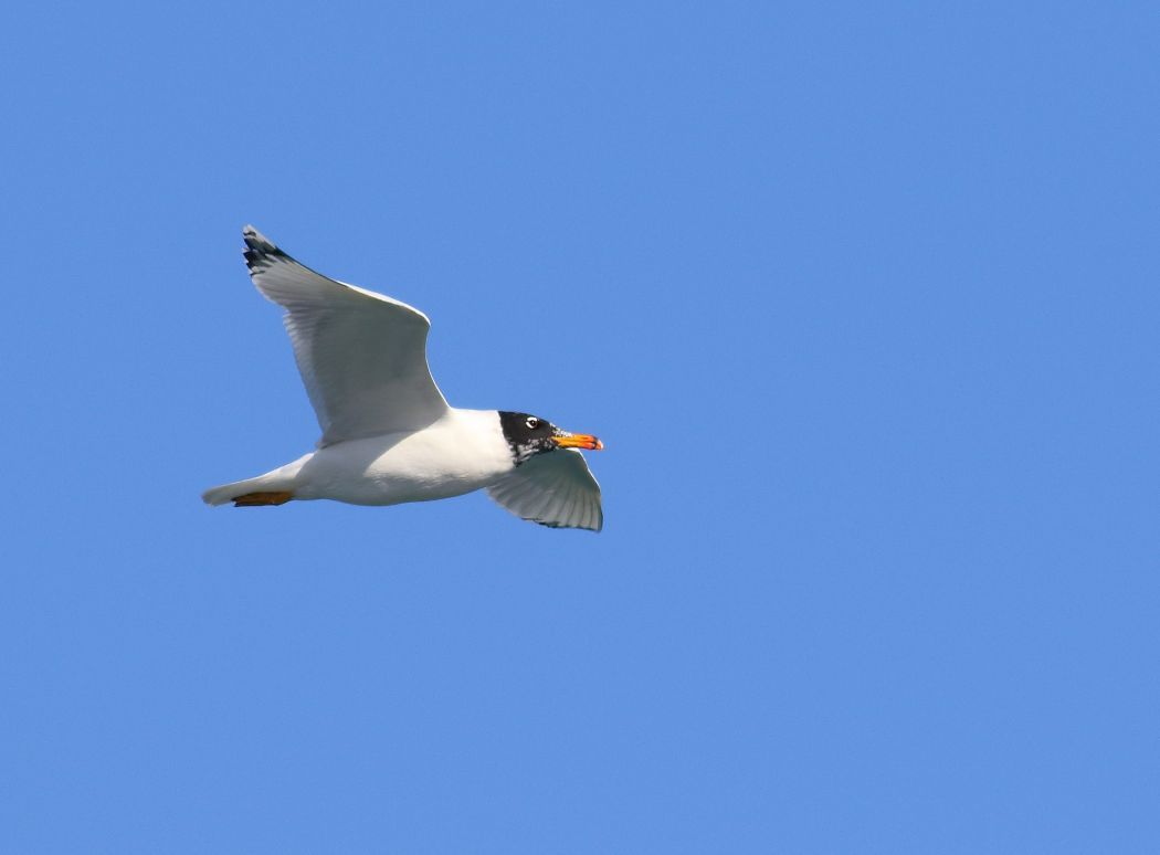 Büyük karabaş martı