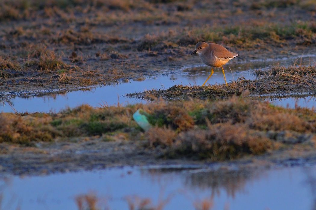 Akkuyruklu kızkuşu