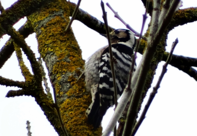 Küçük ağaçkakan