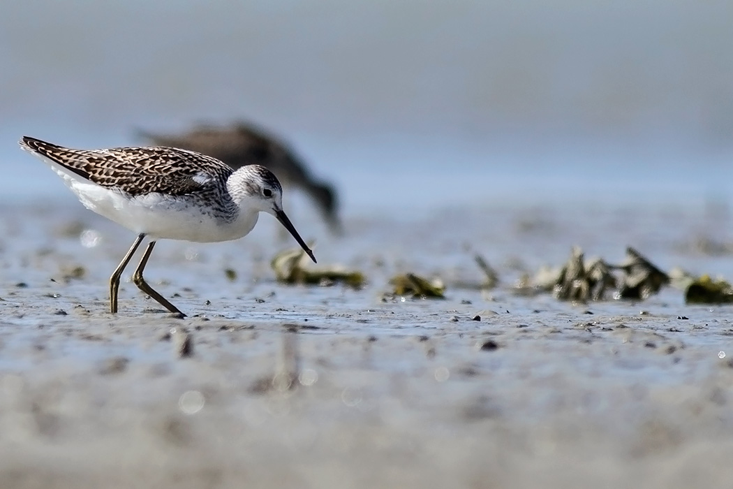 Bataklık düdükçünü