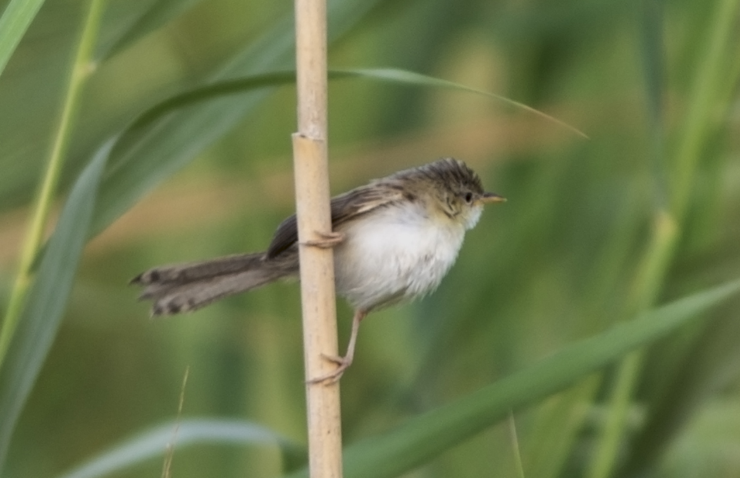 Dikkuyruklu ötleğen