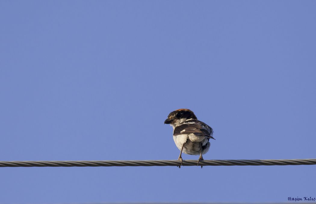 Kızılbaşlı örümcekkuşu