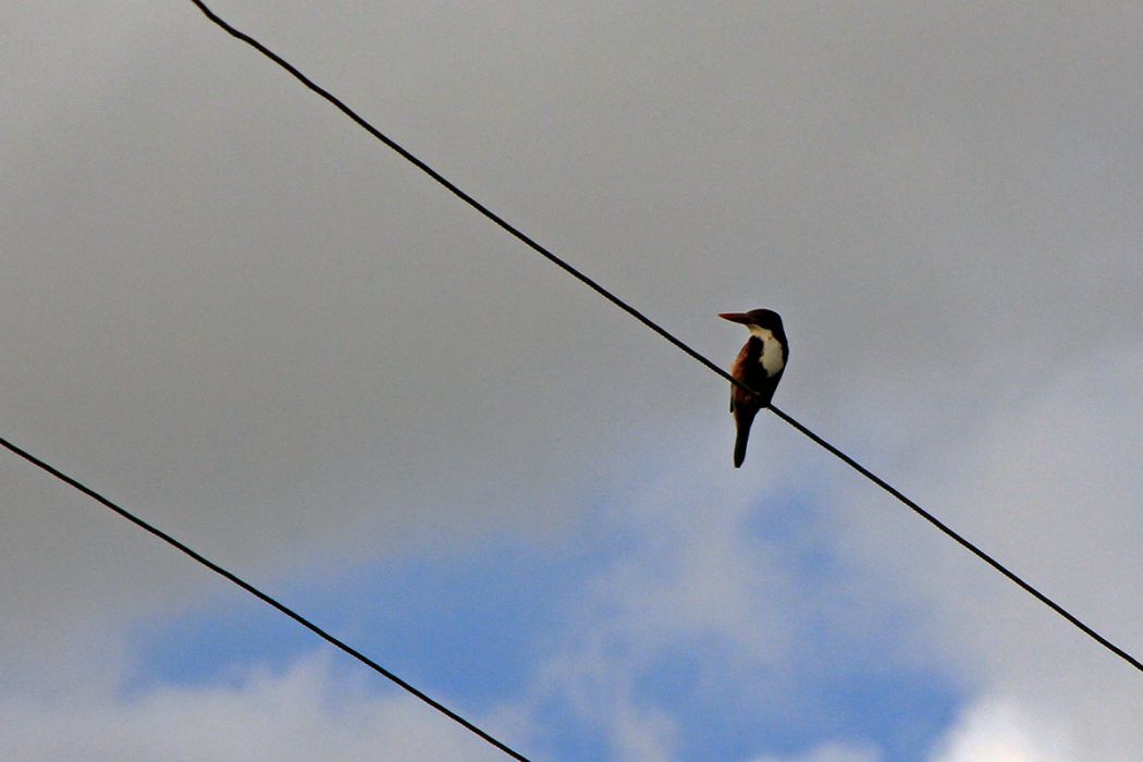 İzmir yalıçapkını