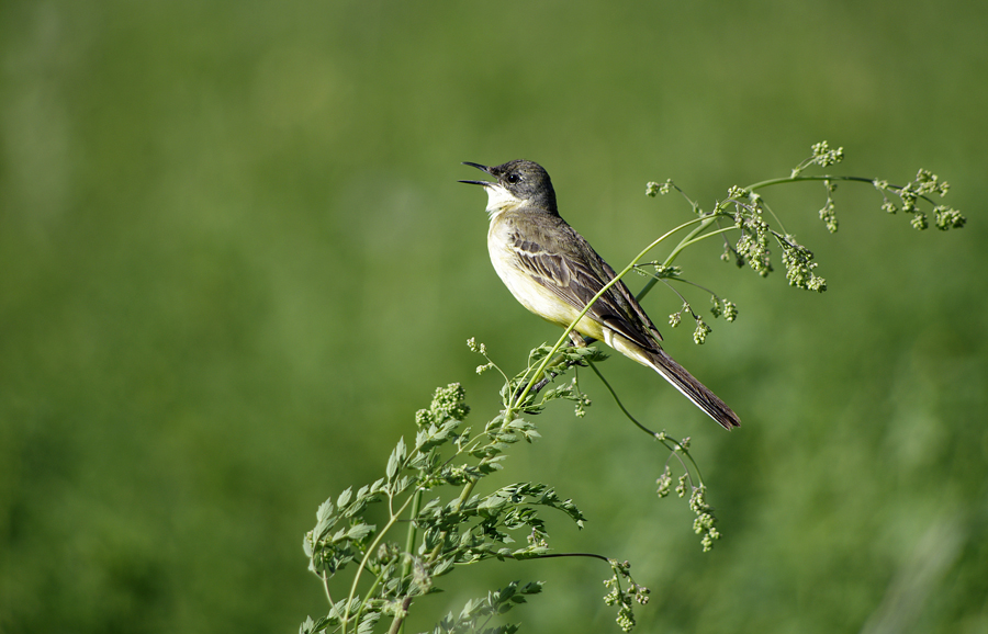 Sarı kuyruksallayan