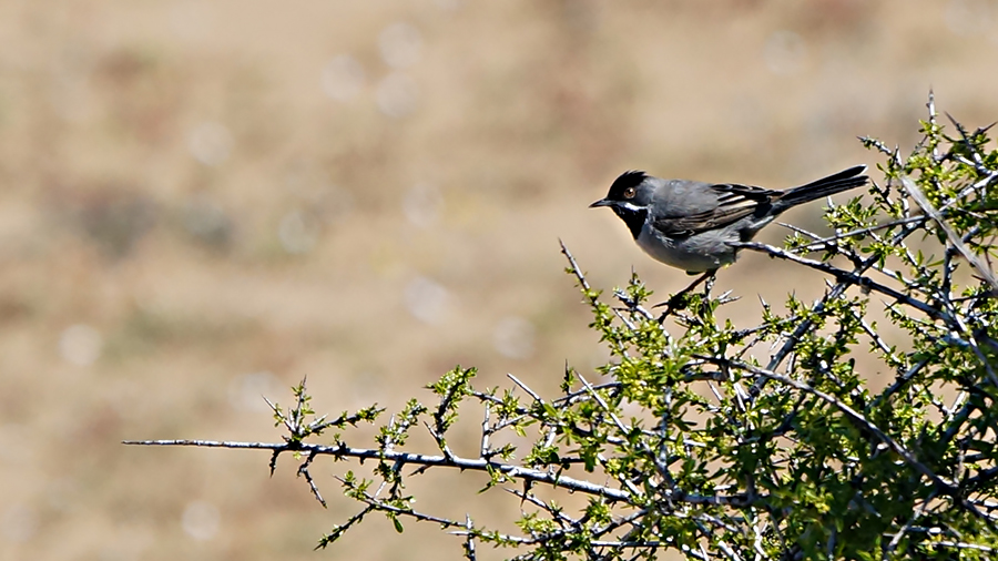 Karaboğazlı ötleğen