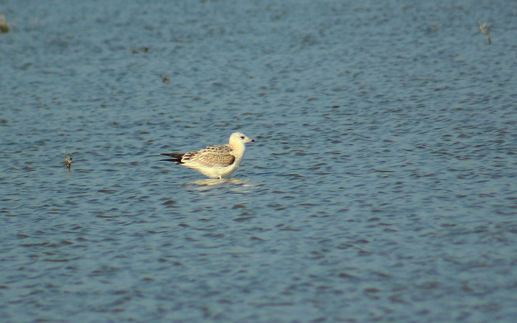 Küçük gümüş martı