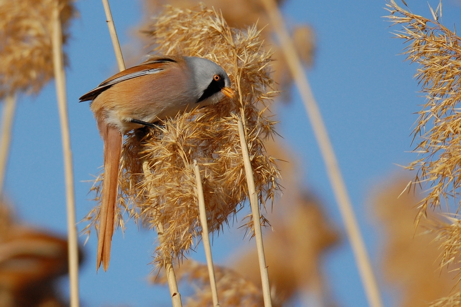 Bıyıklı baştankara