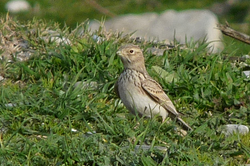 Türkistan çorak toygarı