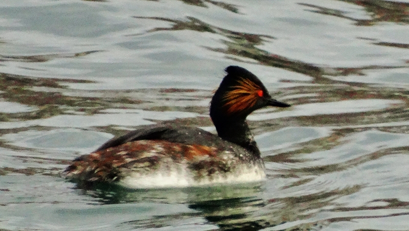 Karaboyunlu batağan