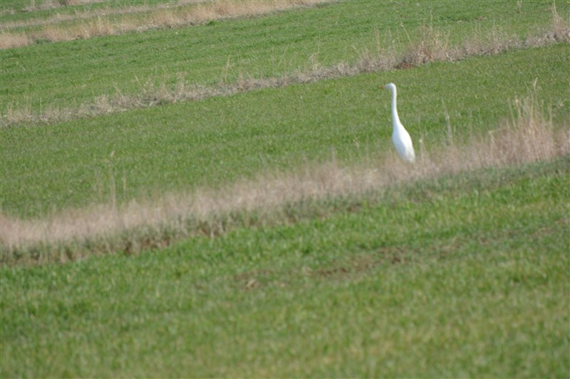 Büyük ak balıkçıl