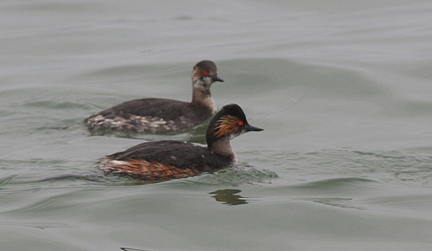 Karaboyunlu batağan
