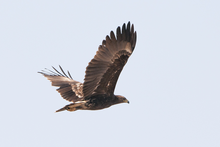 Büyük orman kartalı