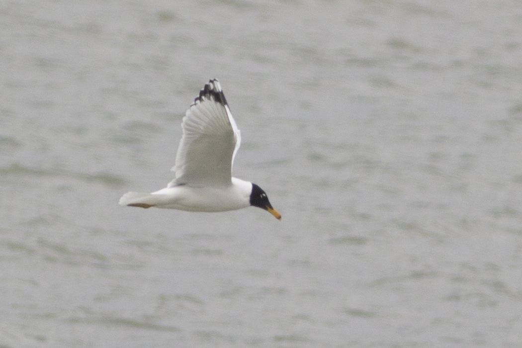 Büyük karabaş martı