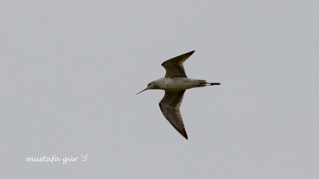 Bataklık düdükçünü
