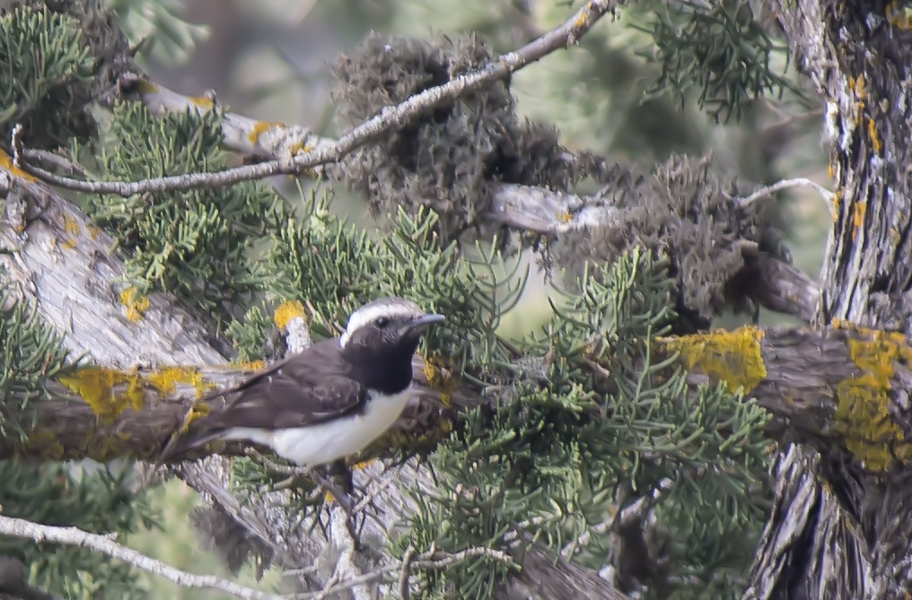 Kıbrıs kuyrukkakanı