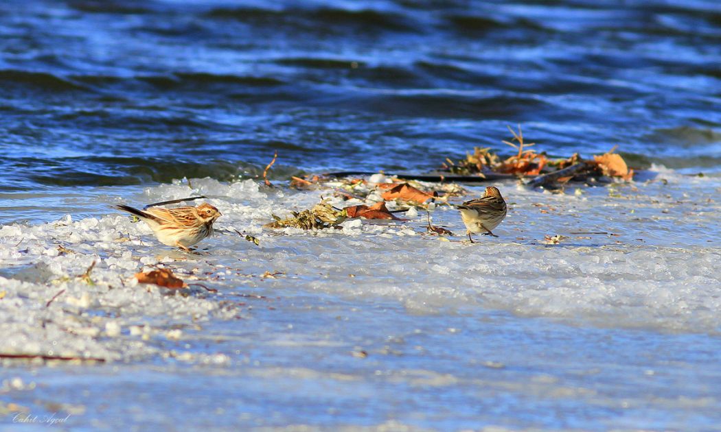 Bataklık Kirazkuşu