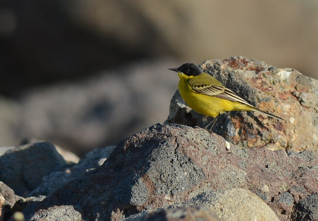 Sarı kuyruksallayan
