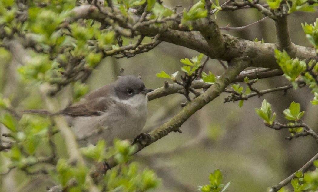 Küçük akgerdanlı ötleğen