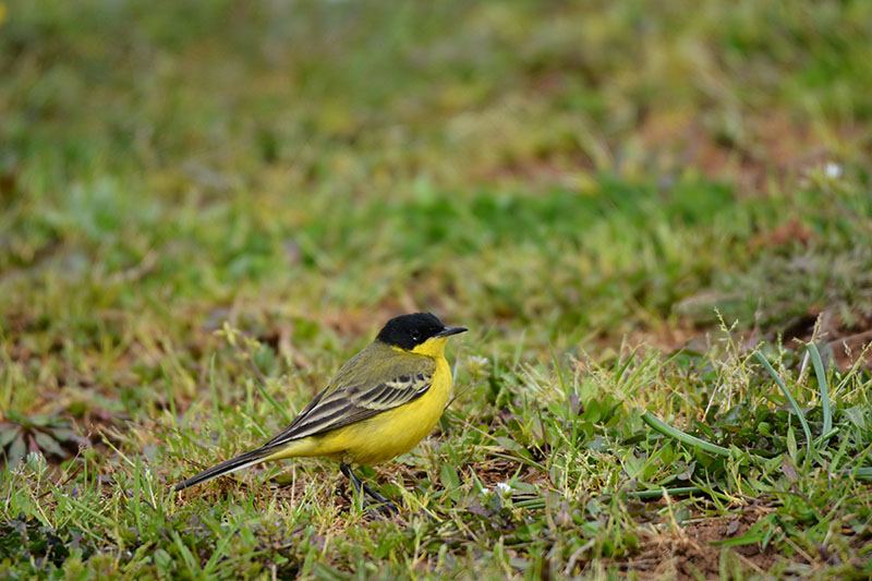 Sarı kuyruksallayan
