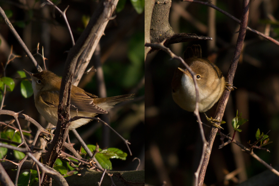 Çalı kamışçını