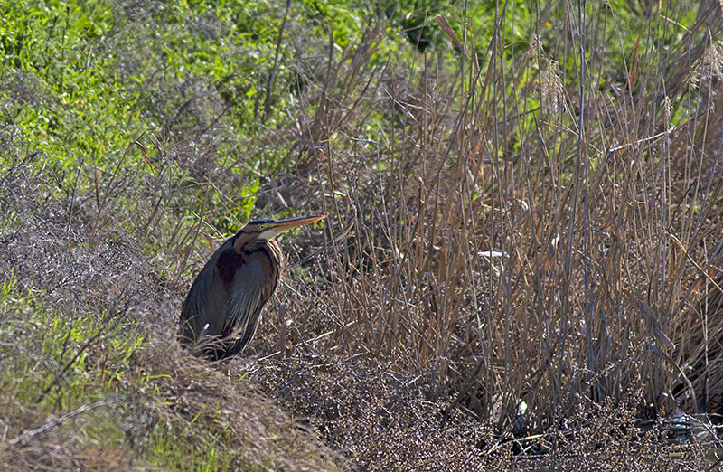 Erguvani balıkçıl