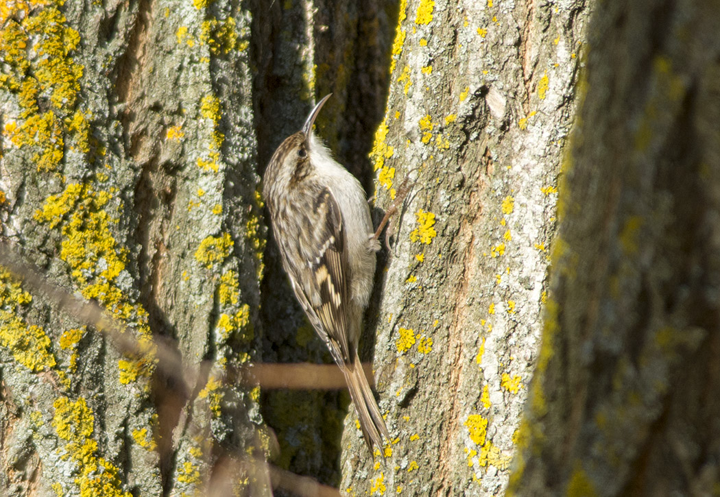 Bahçe tırmaşıkkuşu
