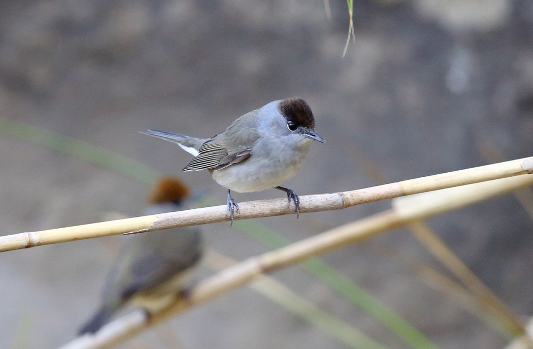 Karabaşlı ötleğen