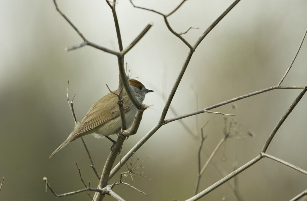 Karabaşlı ötleğen