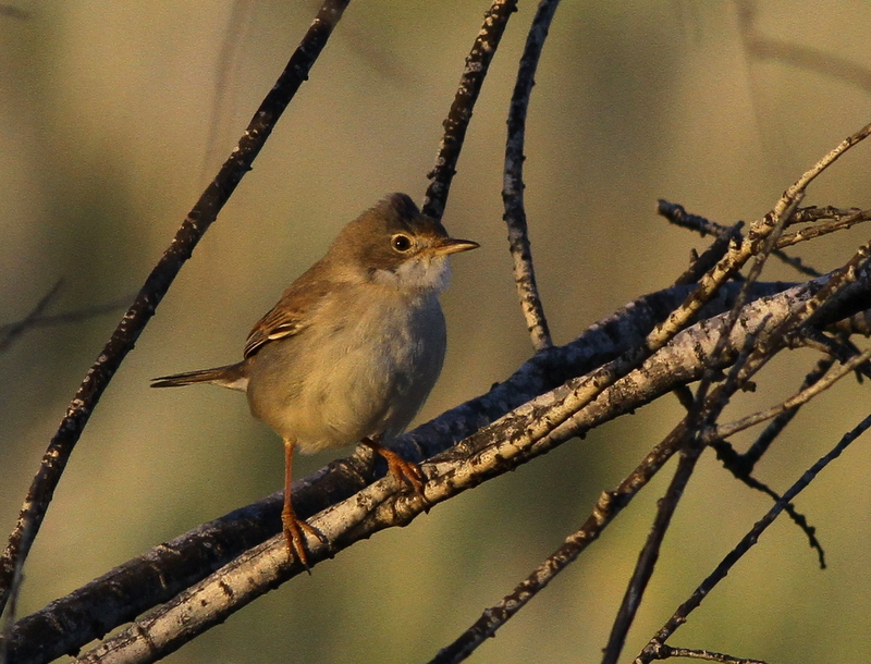 Akgerdanlı ötleğen